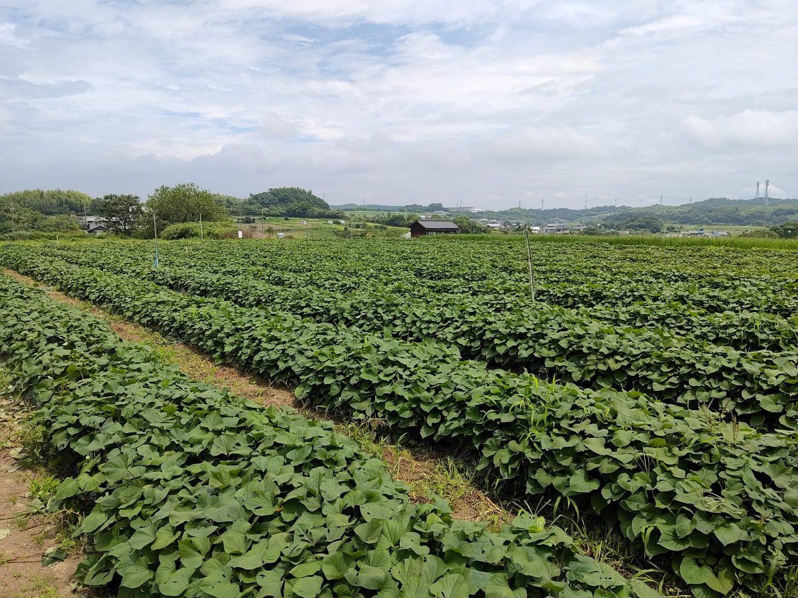 芋掘り体験の畑